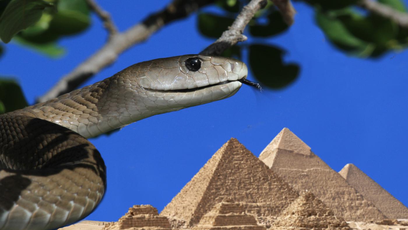 Ancient Egypt had far more venomous snakes than the country today